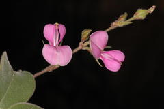 Pycnospora lutescens